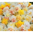thumbnail image 2 of Daffodil, Narcissus Double Mix, (10 Bulbs) Top Size 14/16 cm.Now Shipping !, 2 of 5