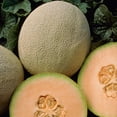 thumbnail image 3 of Burpee Organic Honey Rock Cantaloupe Vegetable, Annual Seed, Full Sun, 3 of 5