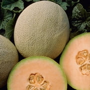 Burpee Organic Honey Rock Cantaloupe Vegetable, Annual Seed, Full Sun
