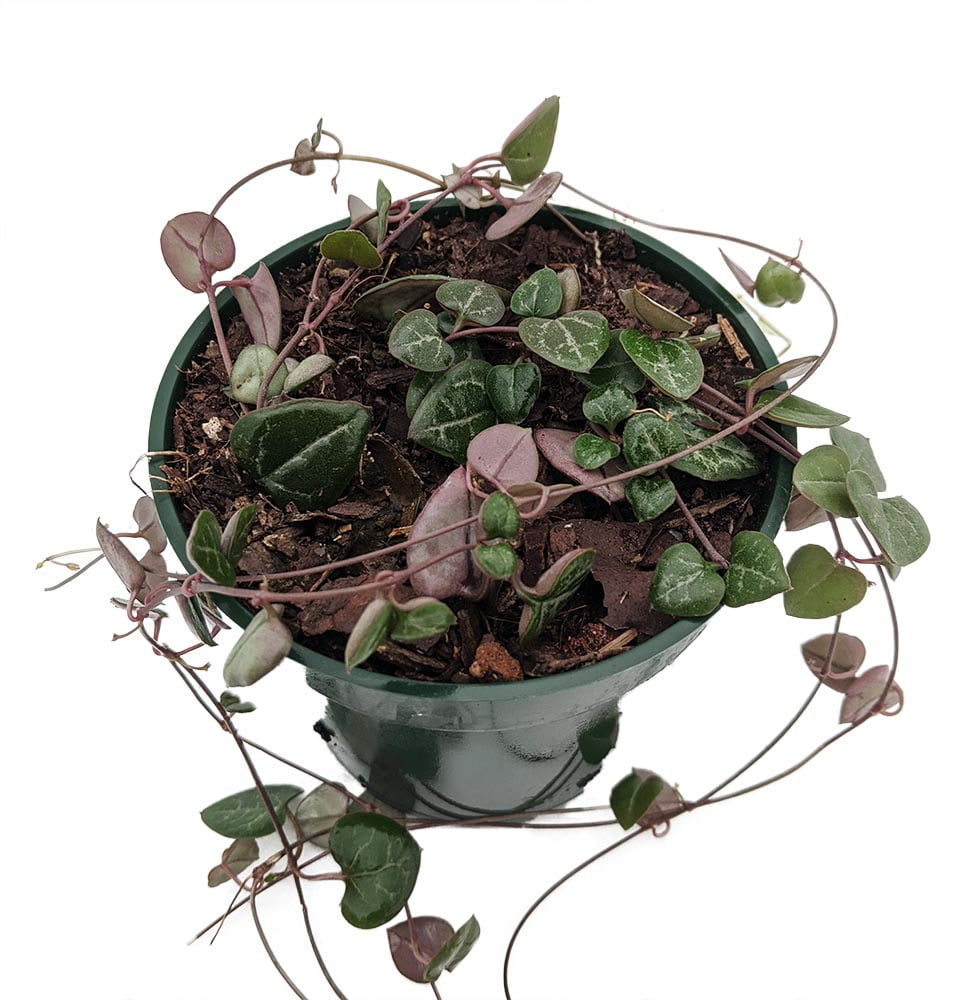 rosary vine string of hearts plant