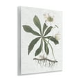thumbnail image 4 of Stupell Industries Magnolia Flower Study Botanical & Floral Painting Unframed Art Print Wall Art, 11 x 14, 4 of 8