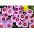 thumbnail image 7 of 50 Tricolor DOUBLE PAINTED DAISY Chrysanthemum Carinatum Tanacetum Dunetti Mixed Colors Flower Seeds, 7 of 7