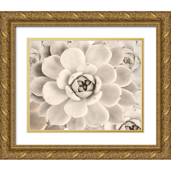 Sophie 6 14x12 Gold Ornate Wood Framed with Double Matting Museum Art Print Titled - Cactus Cream II