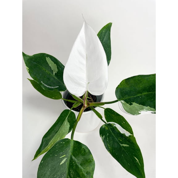 Bumble Plants Philodendron White Princess - Full Live Colorful Houseplant in Nursery Pot, Easy Care, Indoor Plant for Beginners