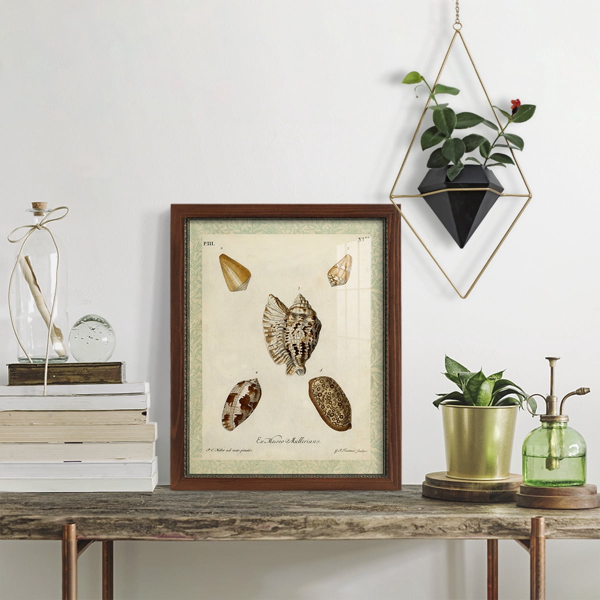 Bookplate Shells II - Framed Print w/glass - Chestnut