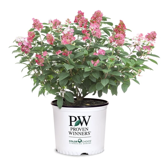 Proven Winners ColorChoice Little Quick Fire Hydrangea Live Shrub ( 2 Gallon)