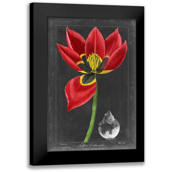 Vision Studio 11x14 Black Modern Framed Museum Art Print Titled - Midnight Tulip II
