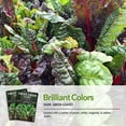 thumbnail image 4 of 3 Packs Rainbow Swiss Chard Seeds - Non-GMO Heirloom Full Sun Annual Vegetable, 4 of 7