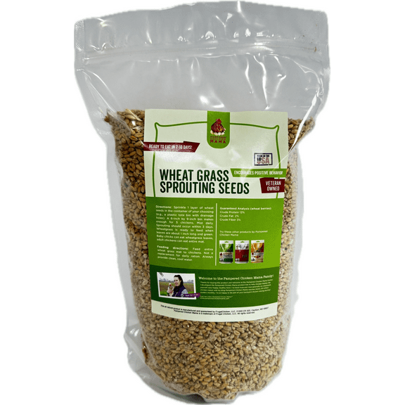 Non-GMO Wheat Seeds for Sprouting Fodder