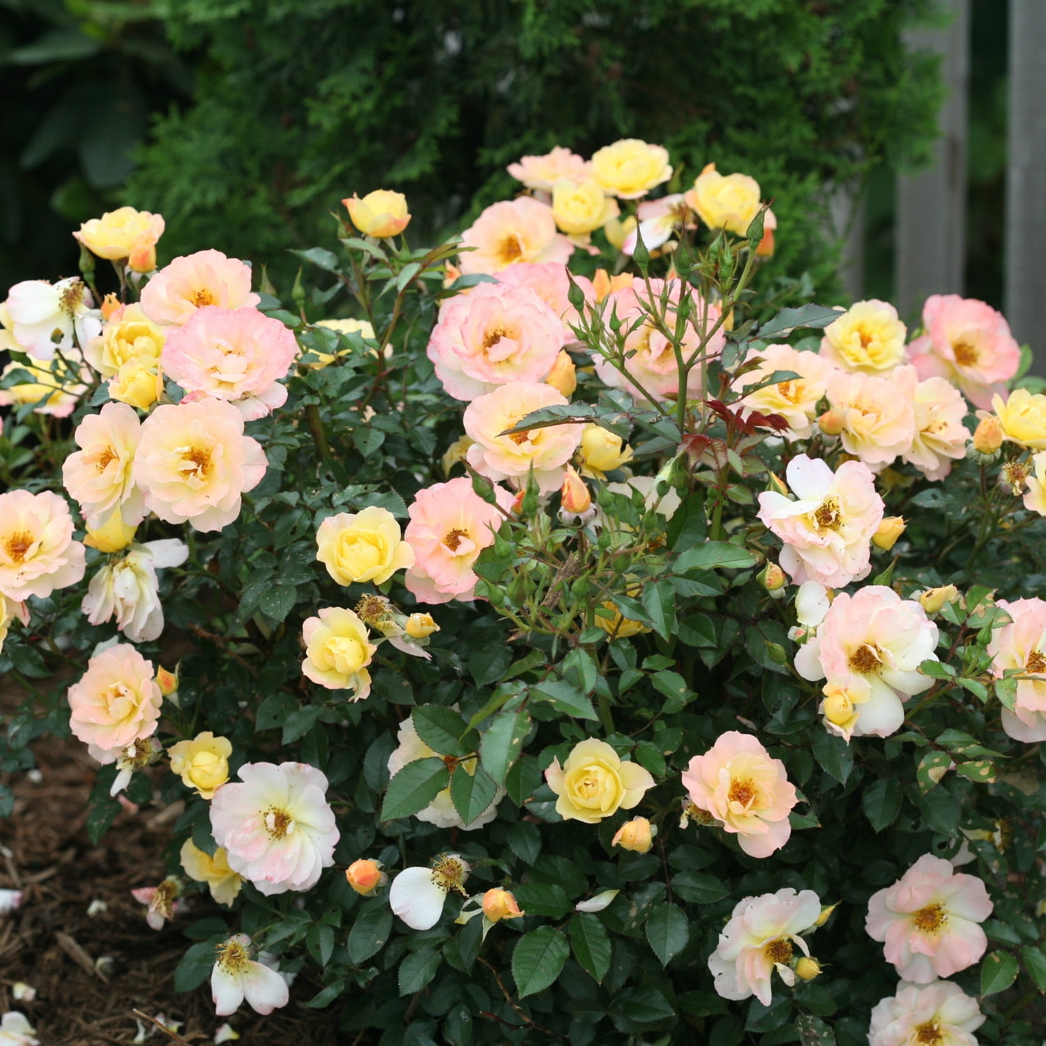 Proven Winners ColorChoice 5" Multicolor Oso Easy Italian Ice Rose Live Plant in 4.5" Pot (4 Count)