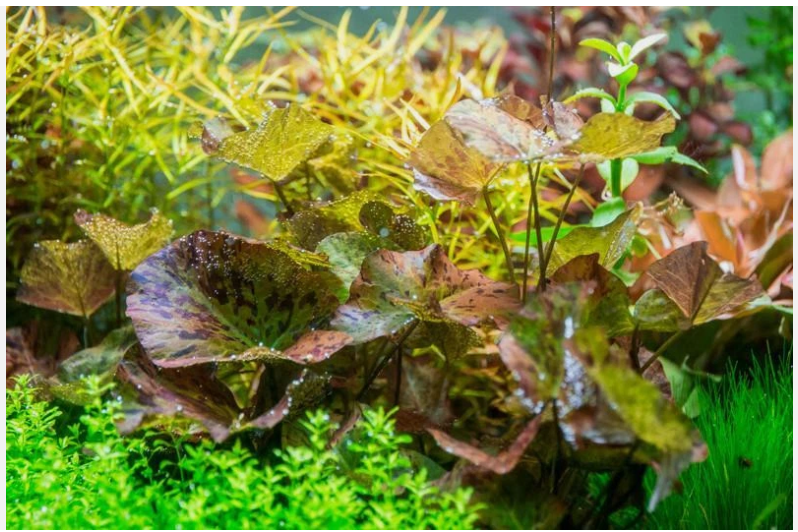 Red Ti ger Lo.tus Live Aquarium Plant (Nym..phaea zen.k.eri) – Easy Freshwater Fish Tank Plant