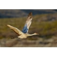 thumbnail image 2 of Jones, Adam 24x17 Black Ornate Wood Framed with Double Matting Museum Art Print Titled - Sandhill crane flying Bosque del Apache National Wildlife Refuge-New Mexico, 2 of 4