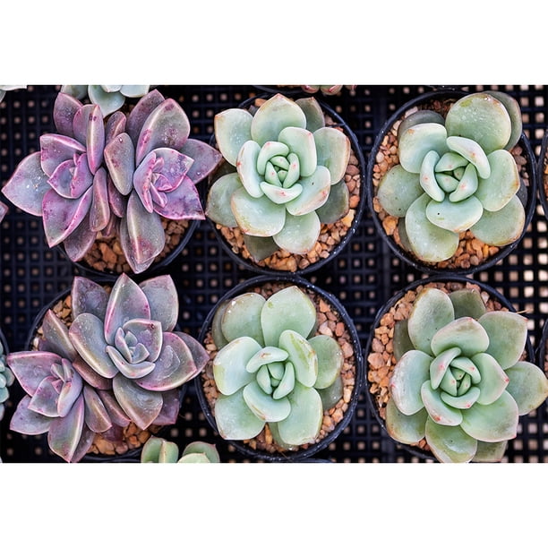 Taladro Pintura Diamante (DB5076) 5D Imagen de arte Plantas suculentas DIY Kit redondo completo 20X30cm FLhrweasw Nuevo