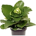 thumbnail image 4 of Live Kalanchoe White, Birthday Gift, Blooming Plant, Christmas Gift, Floral Centerpiece, Grandma Gift, Plant Lover Gift, Housewarming Gift, Thank You Gift, Get Well Gift in 4" Pot, 4 of 5
