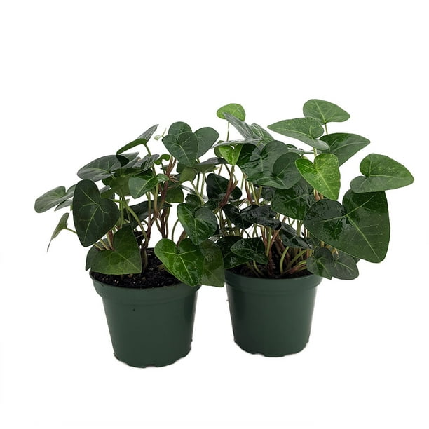 Sweetheart English Ivy Hedera 2 Live Plants 3" Pot Easy to Grow