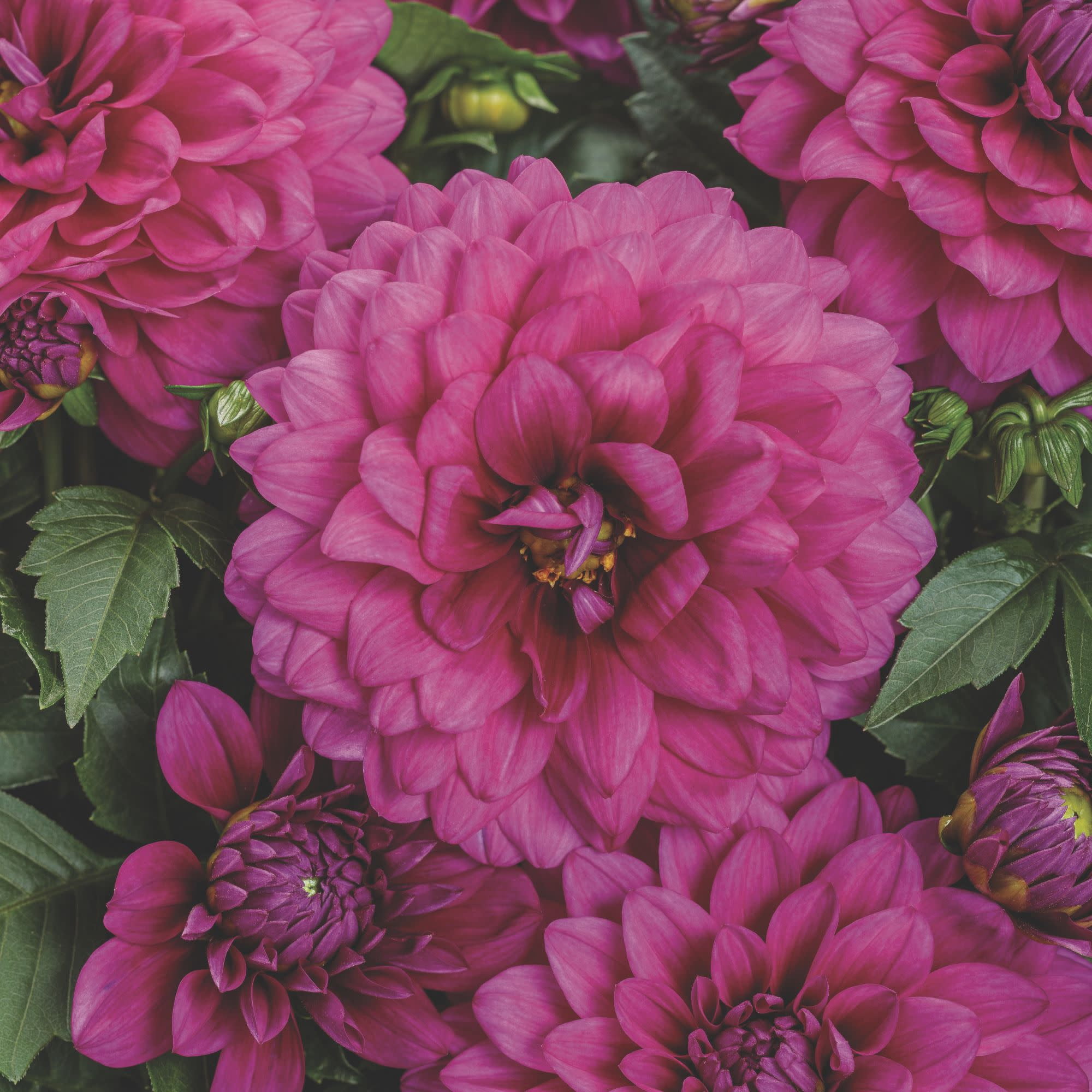 Proven Winners 8" Purple Virtuoso Vibrant Violet Dahlia Live Plant in 6.5" Pot