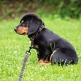 thumbnail image 2 of WHAMVOX double ended dog leash Dog Leash Grey Reflective Training 1Pack, 2 of 8