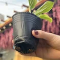 thumbnail image 5 of 100/50PCS Thickened Seedling Bag with Holes Plastic Flowerpot Flower Plant Breathable Container Garden Vegetable Planting Pots, 5 of 10