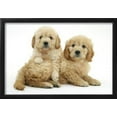 thumbnail image 2 of Miniature Goldendoodle Puppies Golden Retriever X Miniature Poodle Cross Aged 7 Weeks, Lying, Framed Art Print Wall Art by Mark Taylor Sold by Art.Com, 2 of 6