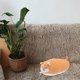 thumbnail image 5 of 1 unid encantador animal modelado peluche almohada animal reforzador animal muñeca tiro almohada, 5 of 5