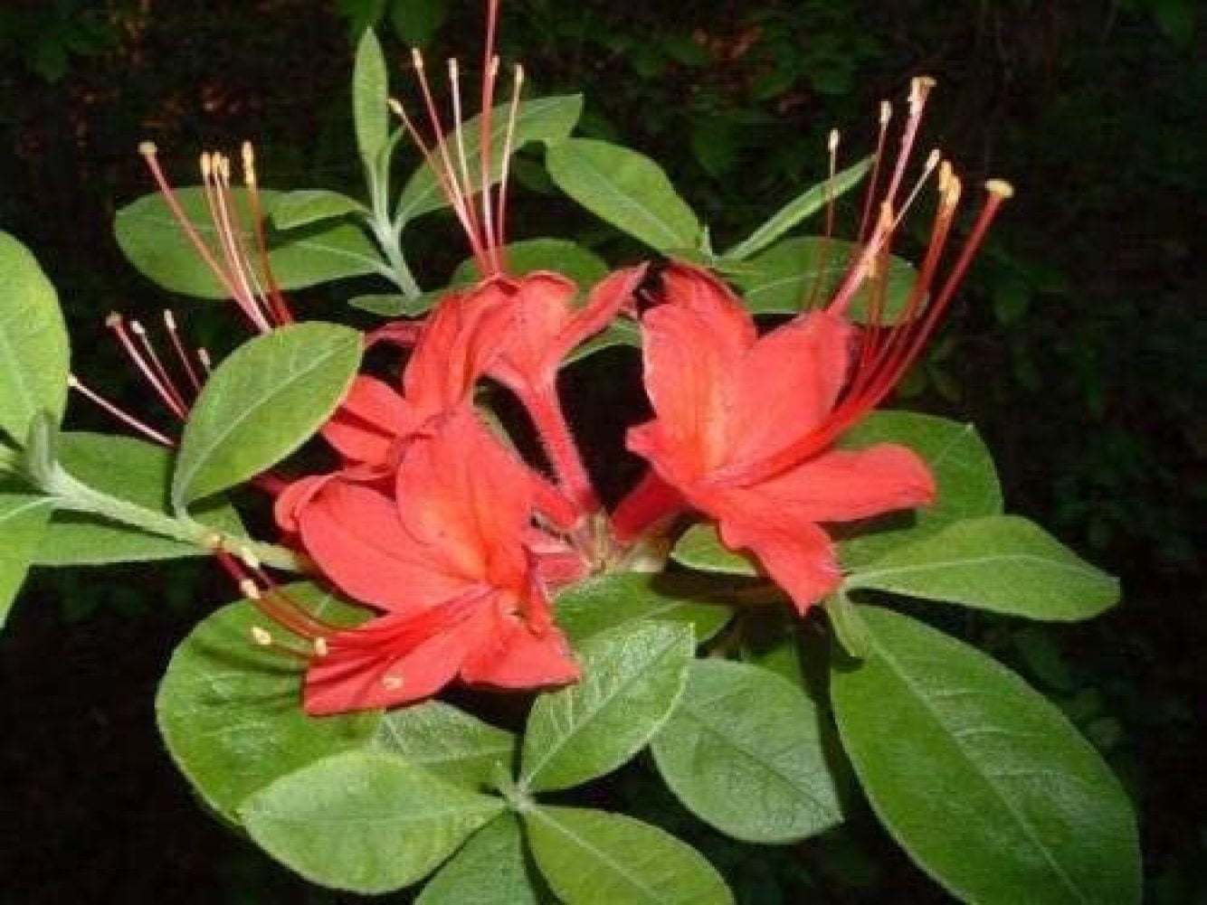 Rhododendron BAKERI 50 seeds Azalea cumberlandense 