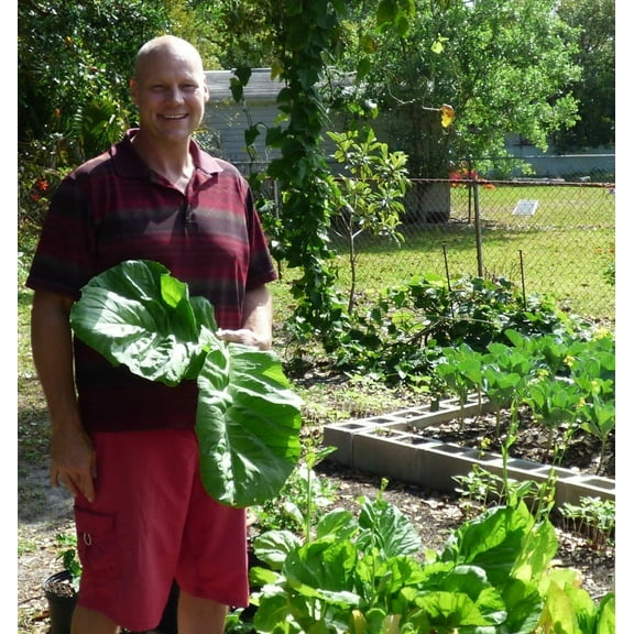 Florida Broadleaf Mustard/ Annual/ Full Sun/ 2800 Seeds 1/4 oz/ Zellajake Farm and Garden - B306