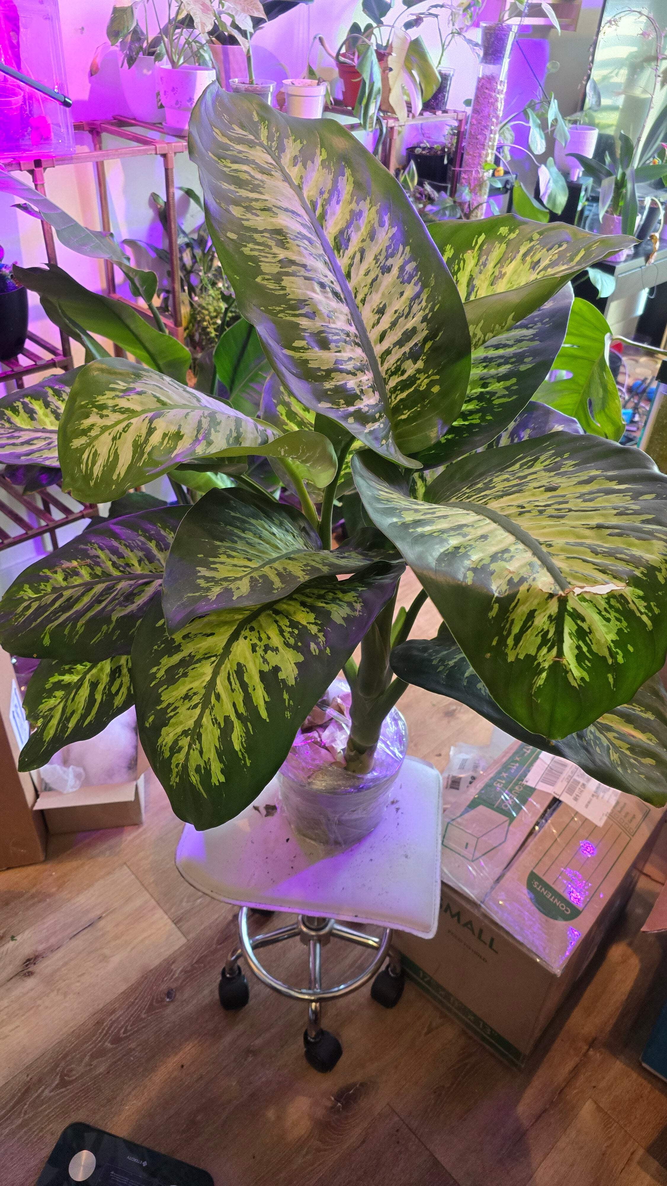 Dieffenbachia Dumb Cane Indoor Plant Air Purifier 3.5ft in 8 inch pot- Get similar
