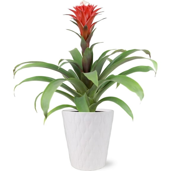 Just Add Ice 15" Tall Red Guzmania Hope Bromeliad Live Plant in 5" Moss Topped White Ceramic Pot, House Plant