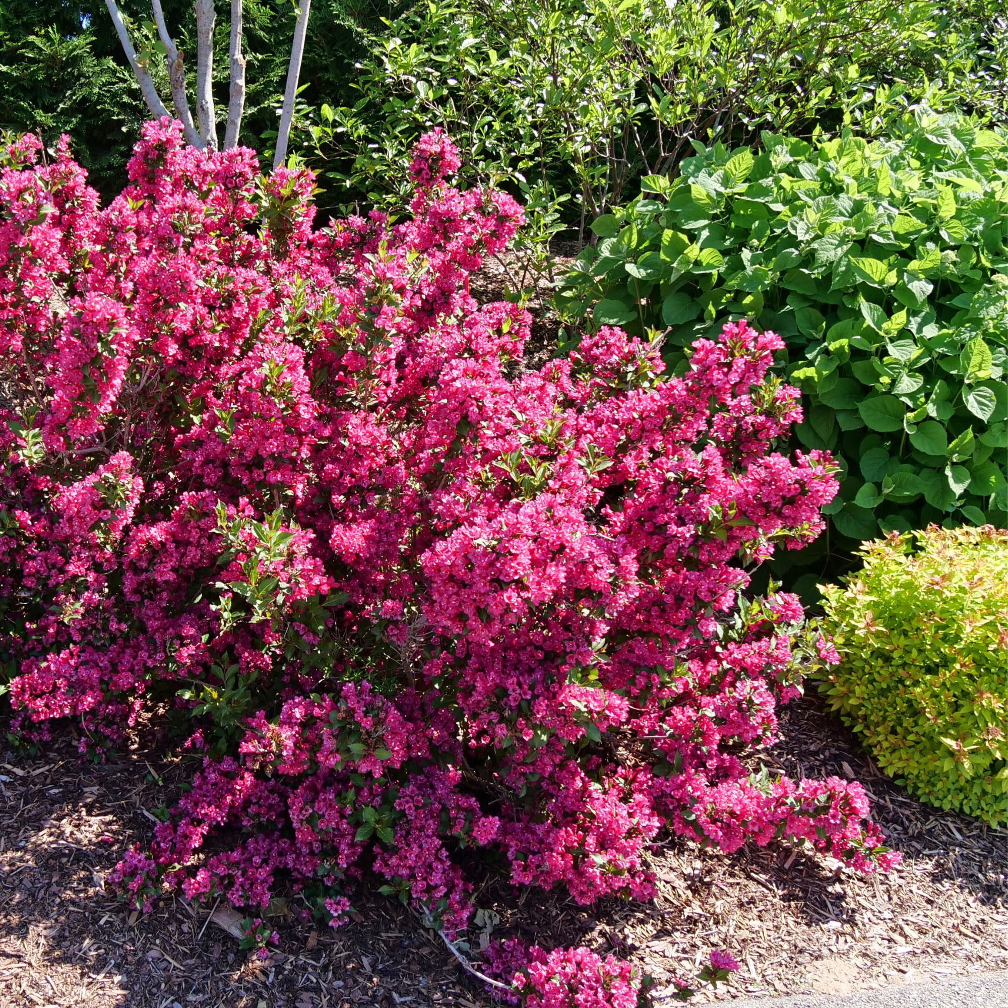 Proven Winners ColorChoice 5" Pink Sonic Bloom Punch Weigela Live Plant in 4.5" Pot (4 Count)