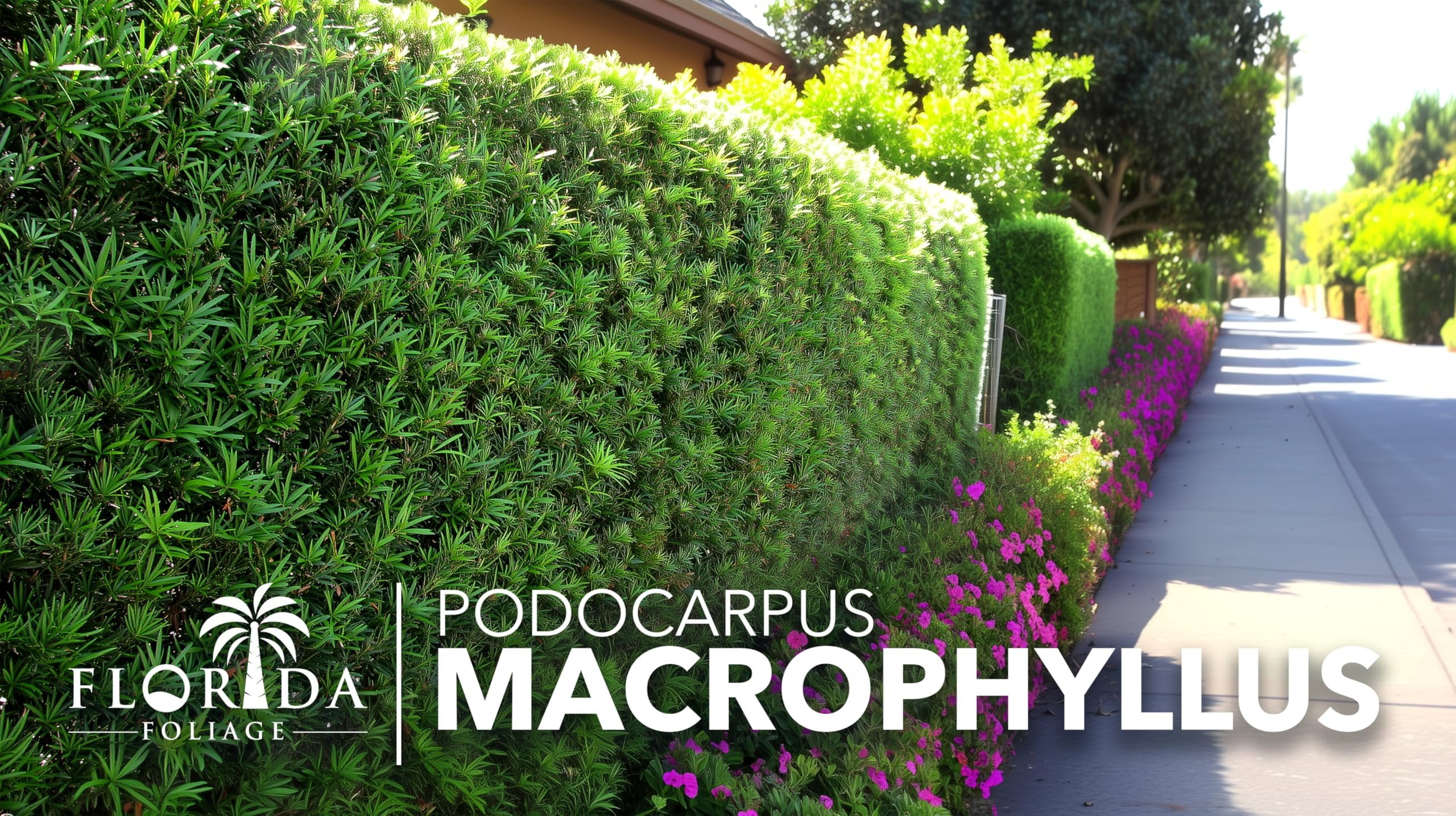 Podocarpus Macrophyllus Japanese Yew  3 Live Plants  Podocarpus macrophyllus  Privacy Hedge Shrub  Evergreen Landscaping Plants for Gardens & Borders
