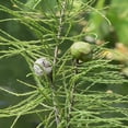 thumbnail image 6 of Pond Cypress  3 Live Trees  Taxodium Ascendens  Wet Tolerant Fast Growing Shade Tree, 6 of 9