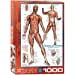 thumbnail image 3 of EurographicsPuzzles - Système Musculaire - Casse-Tête - 1000 Pcs, 3 of 4