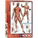 EurographicsPuzzles - Système Musculaire - puzzle - 1000 Pièces – image 3 sur 4