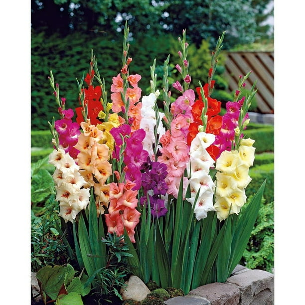 30 Giant Mixed Gladiolus Bulbs 12 cm Super Value!