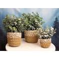 thumbnail image 6 of Set Of 3 Realistic Artificial Botanica Fern Eucalyptus Plant In Chic Woven Pots, 6 of 6