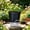 #382-Black*Free Size, variant on Cheapark Clear Root Control Pot Orchid Planter Pot Breathable Drainage Transparent Plastic Phalaenopsis Plant Container Gift