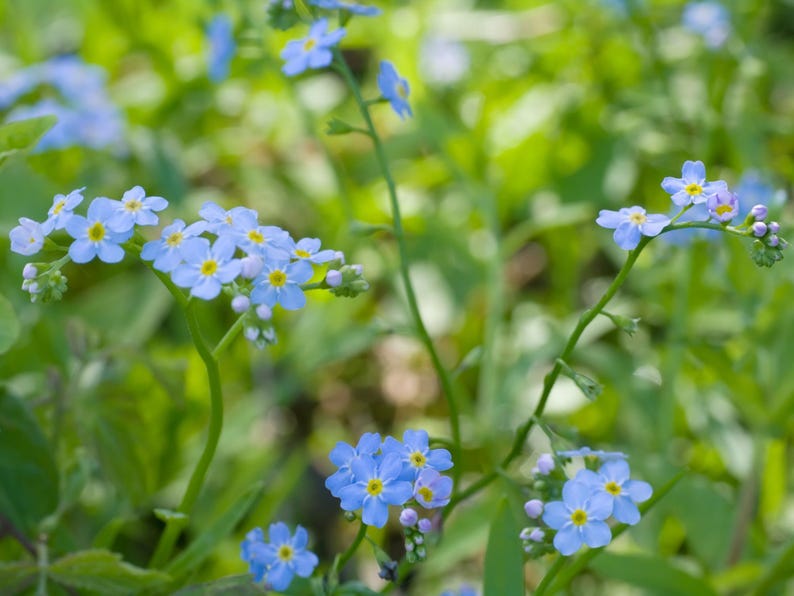 30 Seeds Myosotis scorpioides Water Forget-Me-Not Open-Pollinated Flower Seeds Bee Friendly Attracts Butterflies