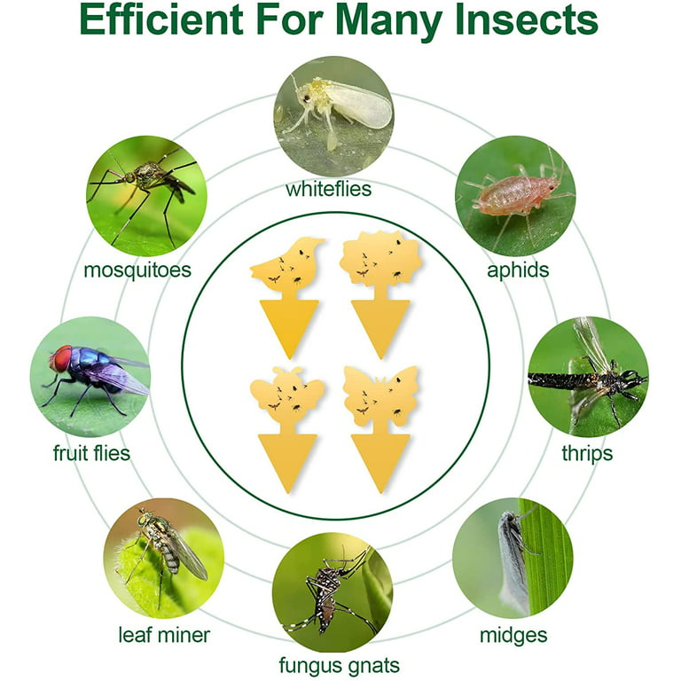 BugMD Sticky Bug Traps (12 Pack) - Indoor Fruit Fly Killer, Fungus Gnat  Killer, Plant sticky traps for Bugs, Yellow Sticky Fly Traps for Plants,  Gnat
