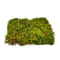 thumbnail image 2 of ⭐ Preserved Sheet Moss in Natural Green | Decorative Real Natural Green DIY Kit Terrariums Gardenning Art Wall Decor Florist Decor Easter Table Decor Wedding - 3 QUART, 2 of 6