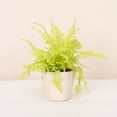 thumbnail image 2 of Live Rita's Gold Boston Fern Plant - 4" Decorative Eco Pot - Natural, 2 of 5