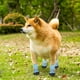 thumbnail image 5 of BR Zapatos para perros - Botas protectoras antideslizantes para perros pequeños (4 piezas), 5 of 5