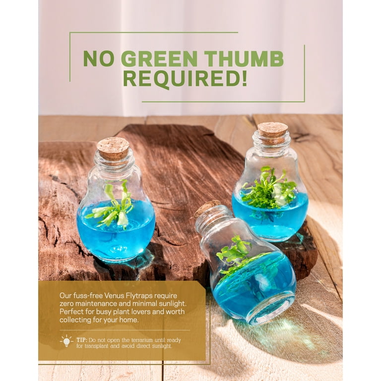 Venus Fly Trap Plant Terrarium, Self-Growing, Maintenance Free, 100% Growth Guarantee Venus Fly Trap Plant Terrarium, Self-Growing, Maintenance Free, 100% Growth Guarantee