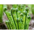 thumbnail image 3 of 1000 + SENSITIVE FERN Onoclea Sensibilis aka Bead or Sympathy Fern Spores Seeds, 3 of 9