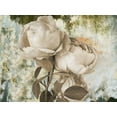 thumbnail image 2 of Phillip, Jamie 18x15 White Modern Wood Framed Museum Art Print Titled - Old Rose, 2 of 4