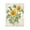 Vintage Sunflower Botanical Study_v1, variant on Stupell Industries Cottage Floral Journal Vintage Sunflower Black Floating Frame Canvas Art, 17 x 21, by Paul Brent