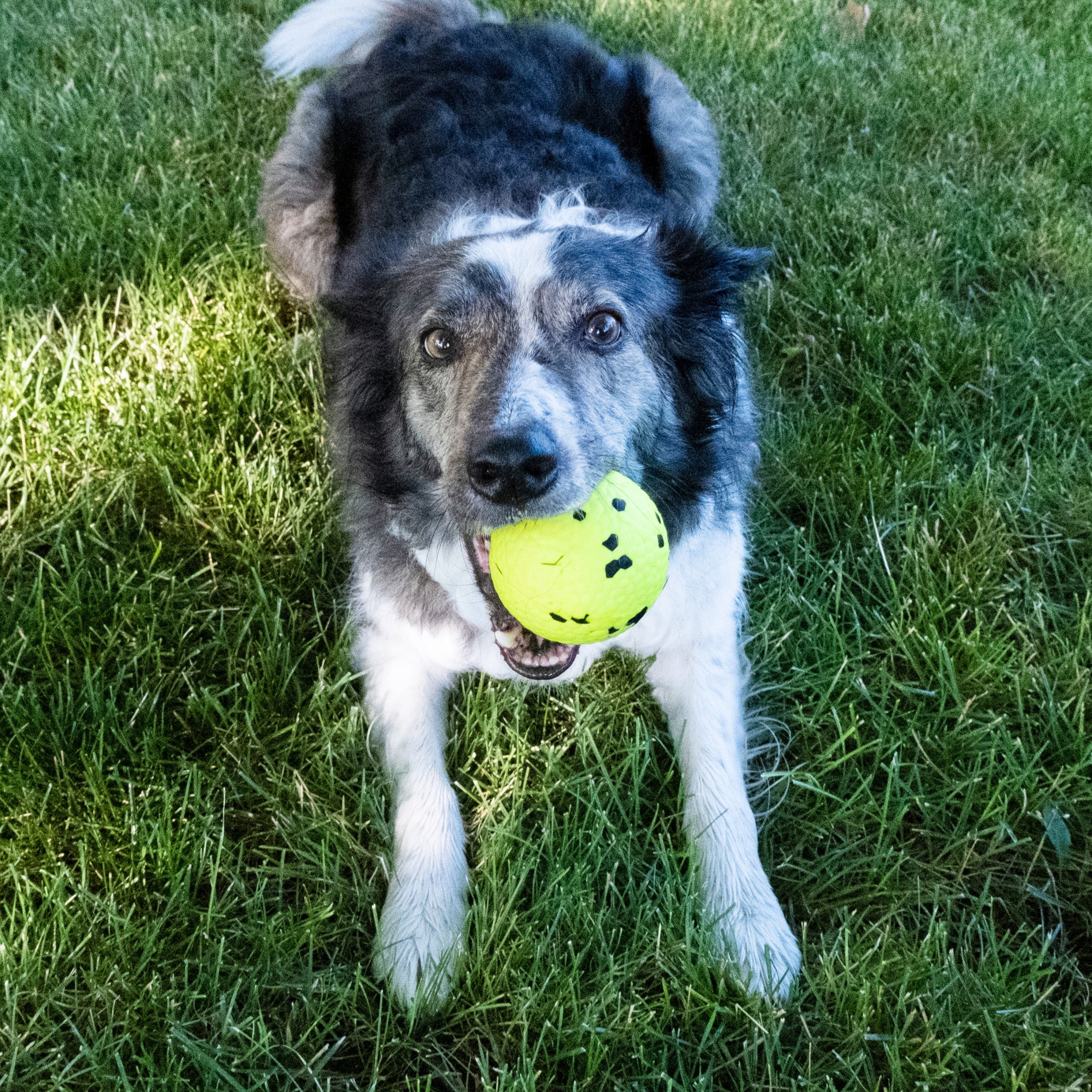 KONG® Reflex Ball Floating Dog Toy, Medium