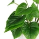 thumbnail image 5 of planta dec. blanca deluxe hoja grande, 5 of 6