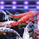 thumbnail image 5 of Acuario LED Luz Acuario Bajo el agua Peces Luz Acuario Iluminación decorativa Plantas Crecimiento Luz 25 CM TUNC Sencillez, 5 of 5