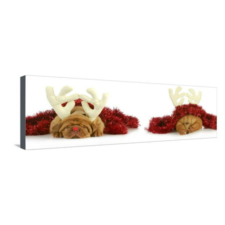 Puppy Rudolph - Dogue De Bordeaux Wearing Rudolph the Red Nosed Reindeer Costume Viewed from the Fr Stretched Canvas Print Wall Art By Willee Cole