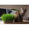 KIRA SEEDS Seeds MMF7 Cat Grass Vitamin Mix Heirloom Herb GMO